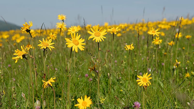 Bergwiese mit bluehender Arnika