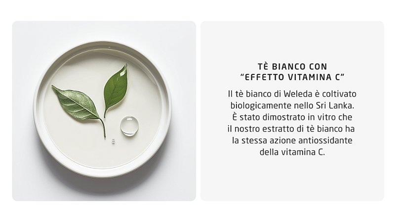 Immagine con focus su tè bianco