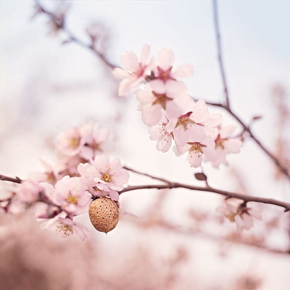 flor de almendro