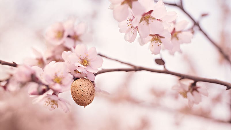 Branche d'amandier avec des fleurs