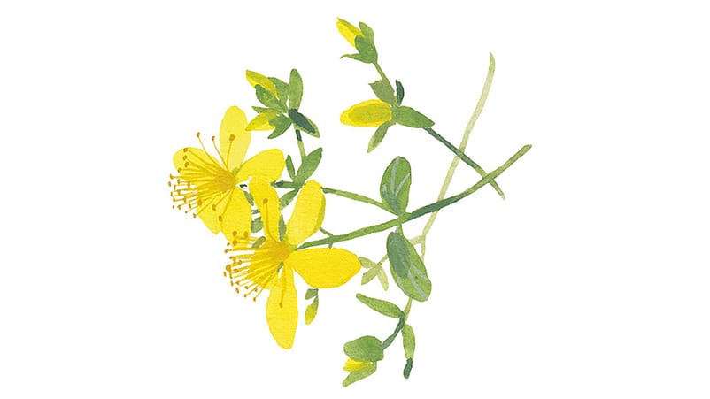 Illustration Johanniskraut