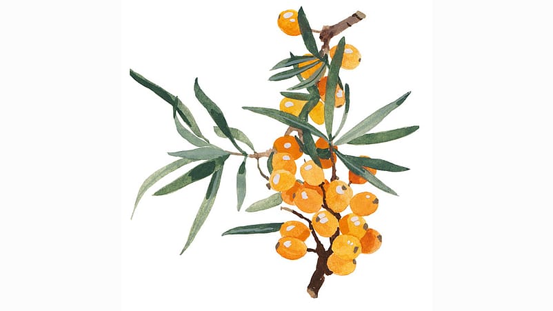 Illustration Sanddorn