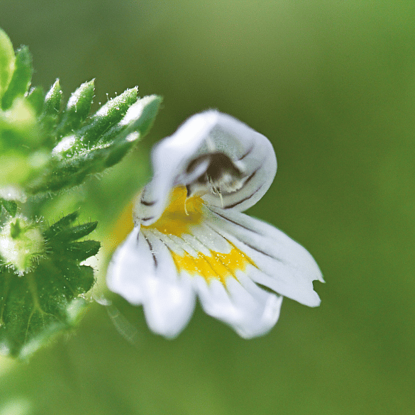 Euphrasia