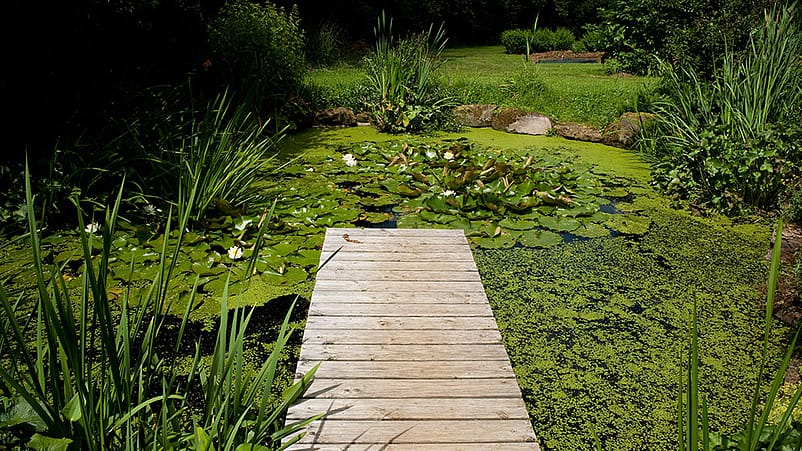 Ein Teich im Gruenen mit Seerosen
