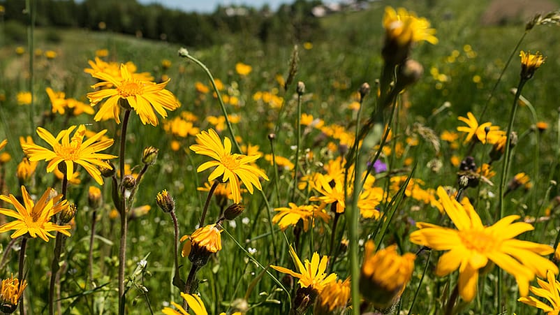 Arnikablume in einer Wiese
