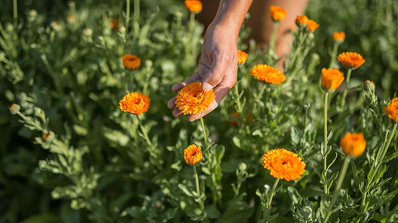 Gaertner erntet Calendulablueten auf dem Feld