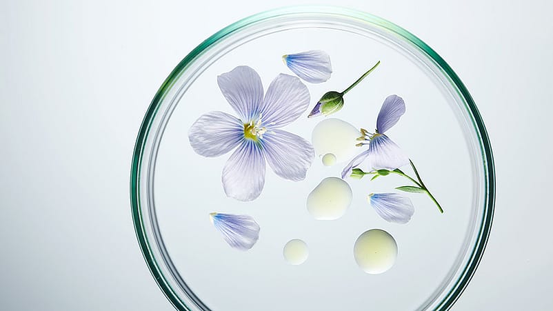 Pétales de fleurs de lin dans une boîte de Petri.