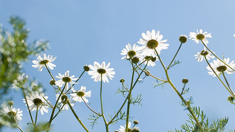 Vrouw danst tussen de bloemen