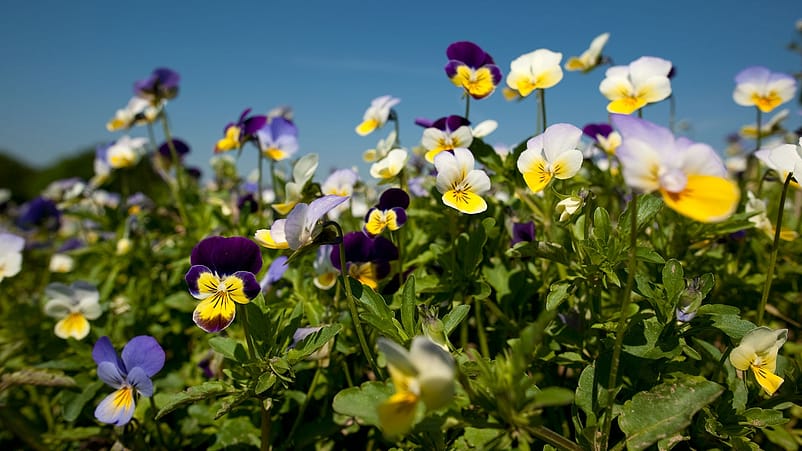 Campo viola del pensiero