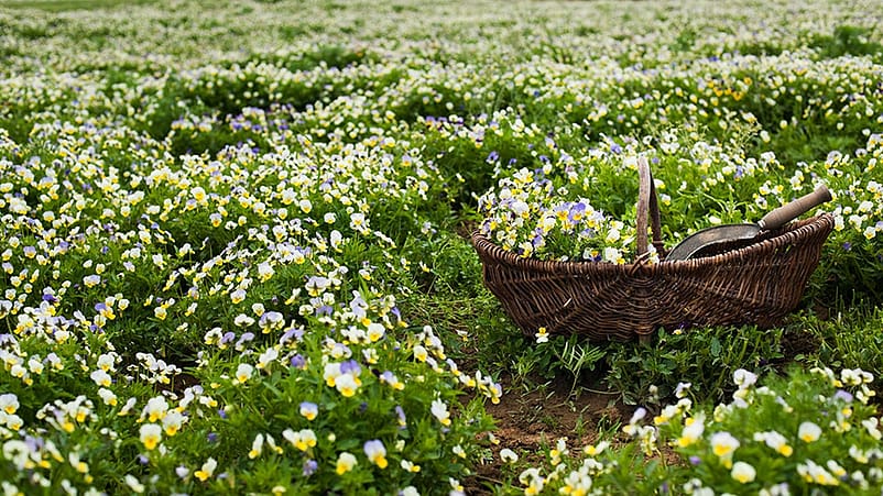 Récolte de pensées