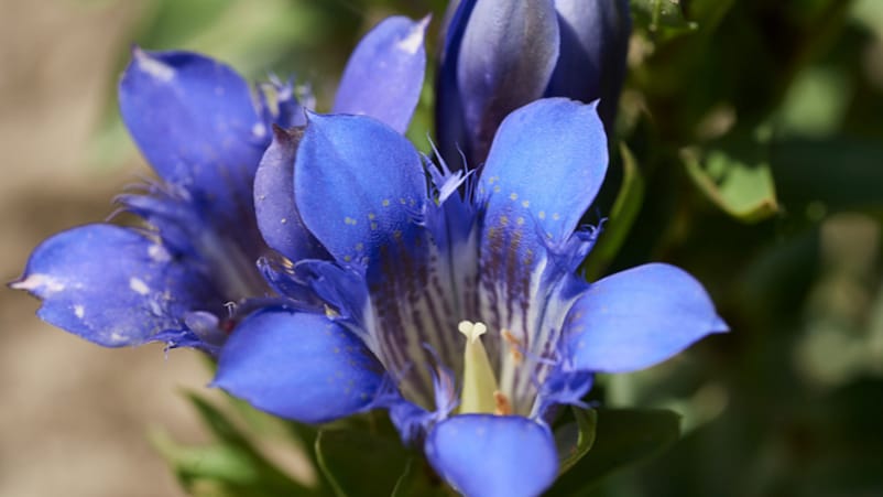 Eidelweiss blomma i närbild