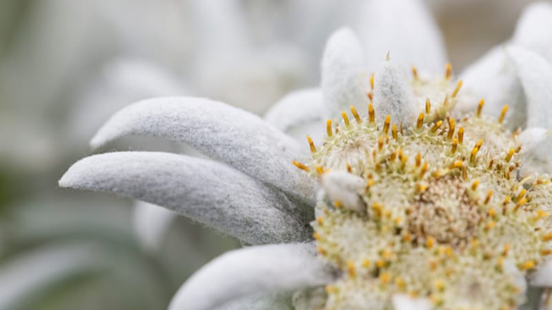 Närbild på vit blomma