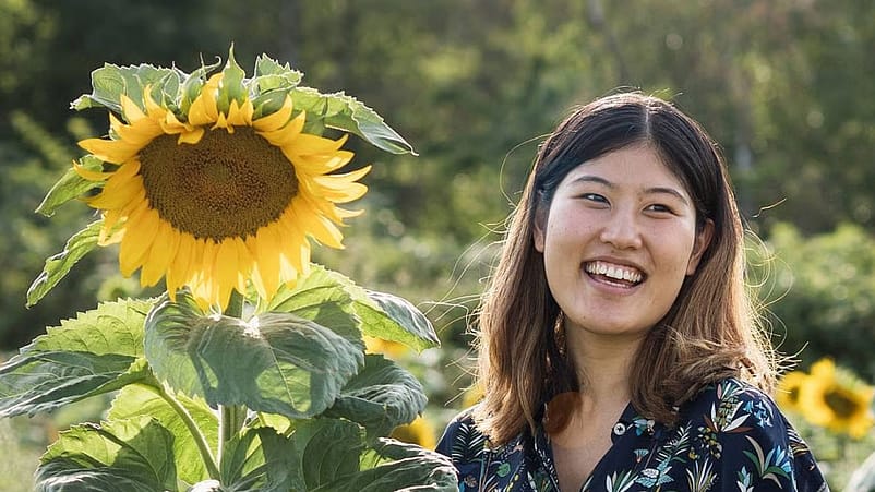 femme dans les tournesols