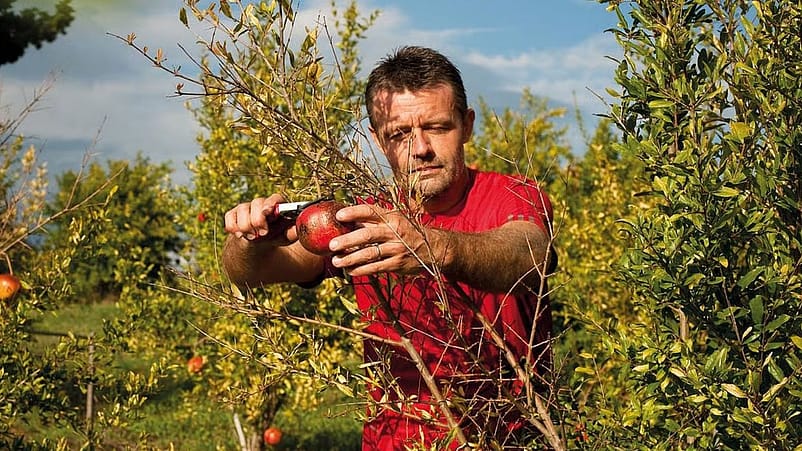 Là où pousse la beauté