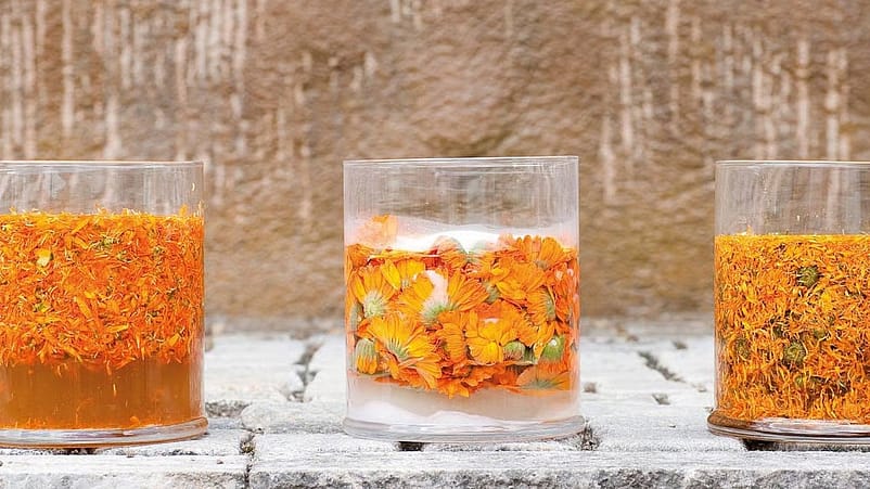 transformation du calendula