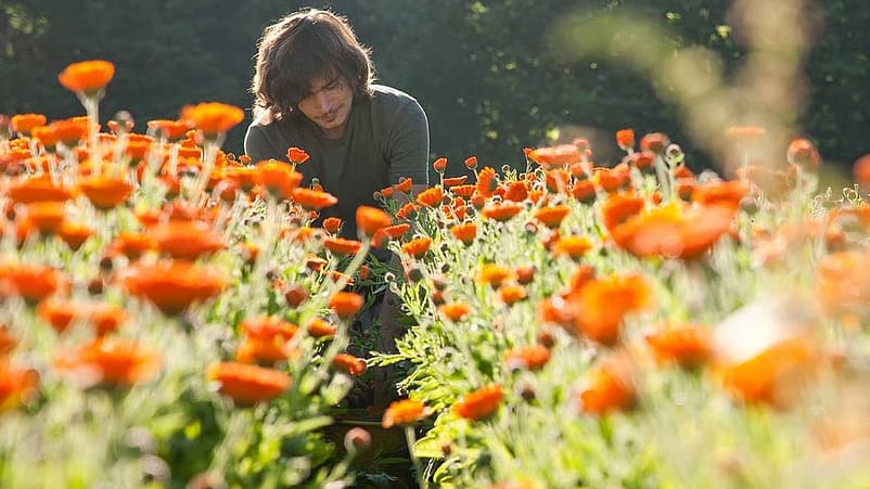 Le calendula, une explosion de couleur