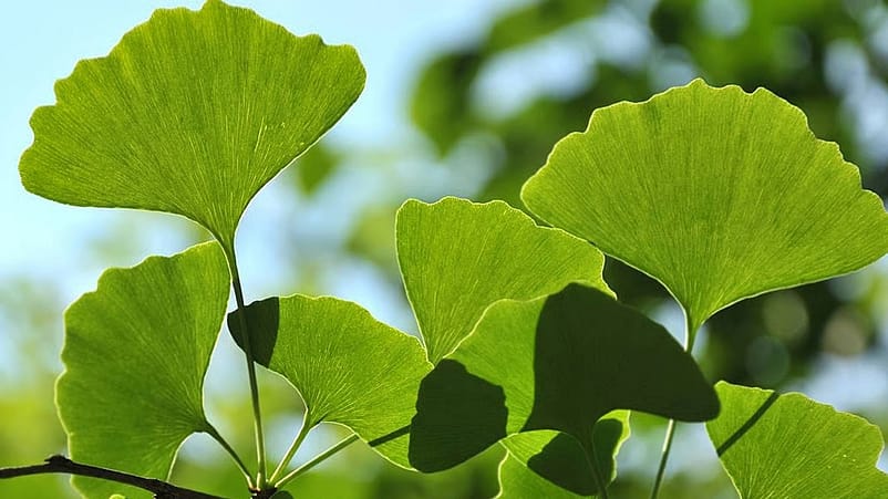Le ginkgo