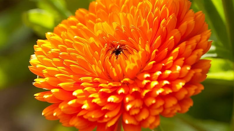 le calendula