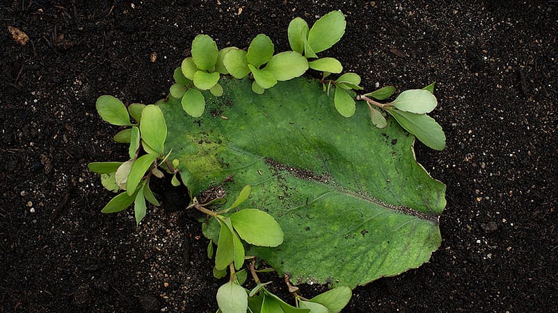 Bryophyllum Blatt mit Keimblaettern