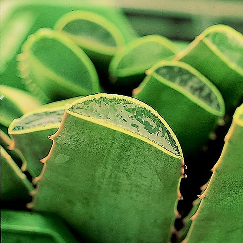 Aloe Vera