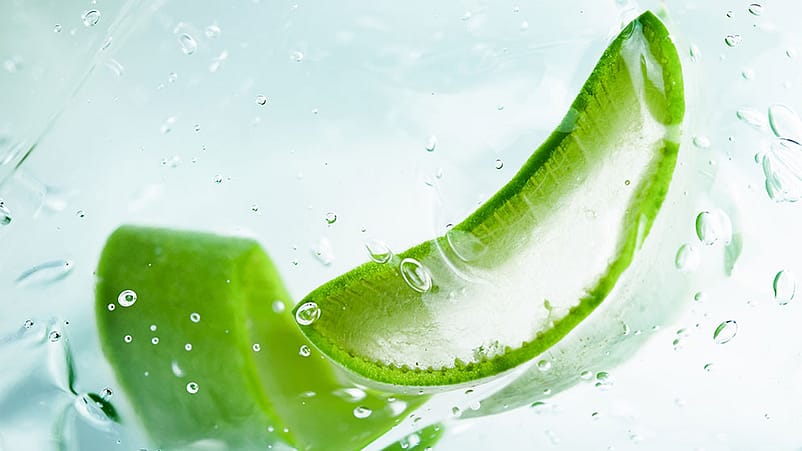 Scheiben einer Aloe Vera