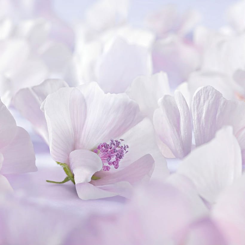 weisse Malveblüte