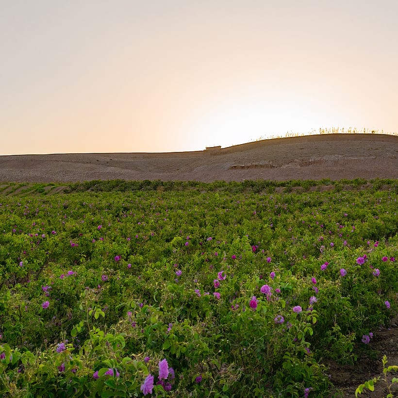 Rosenfeld in Marokko in der Abendstimmung