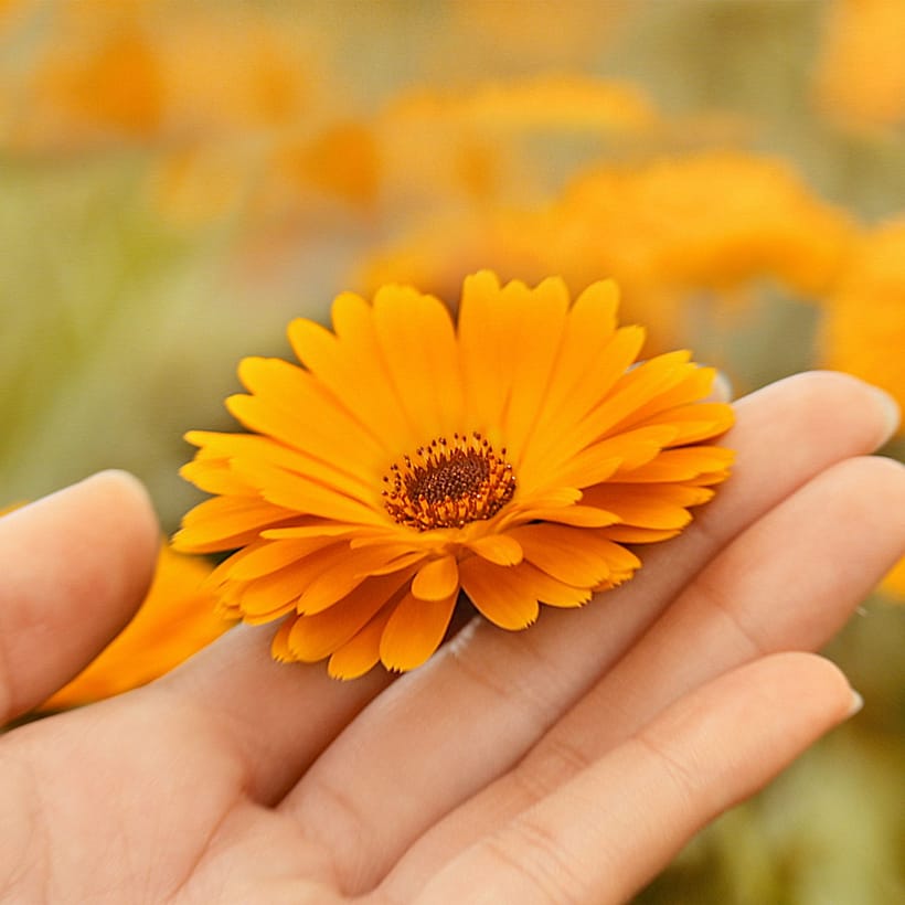 Calendulablüte