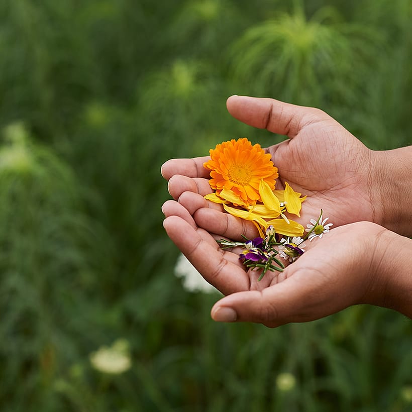 zwei Hände, die mehrere bunte Blüten halten