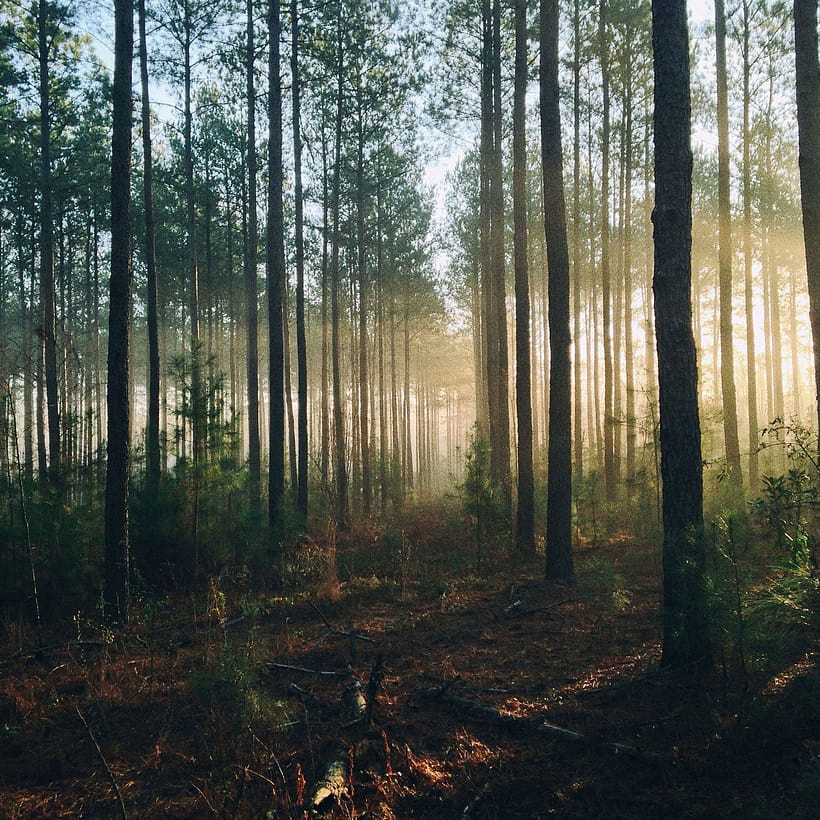 Sonnenlicht scheint durch den wald