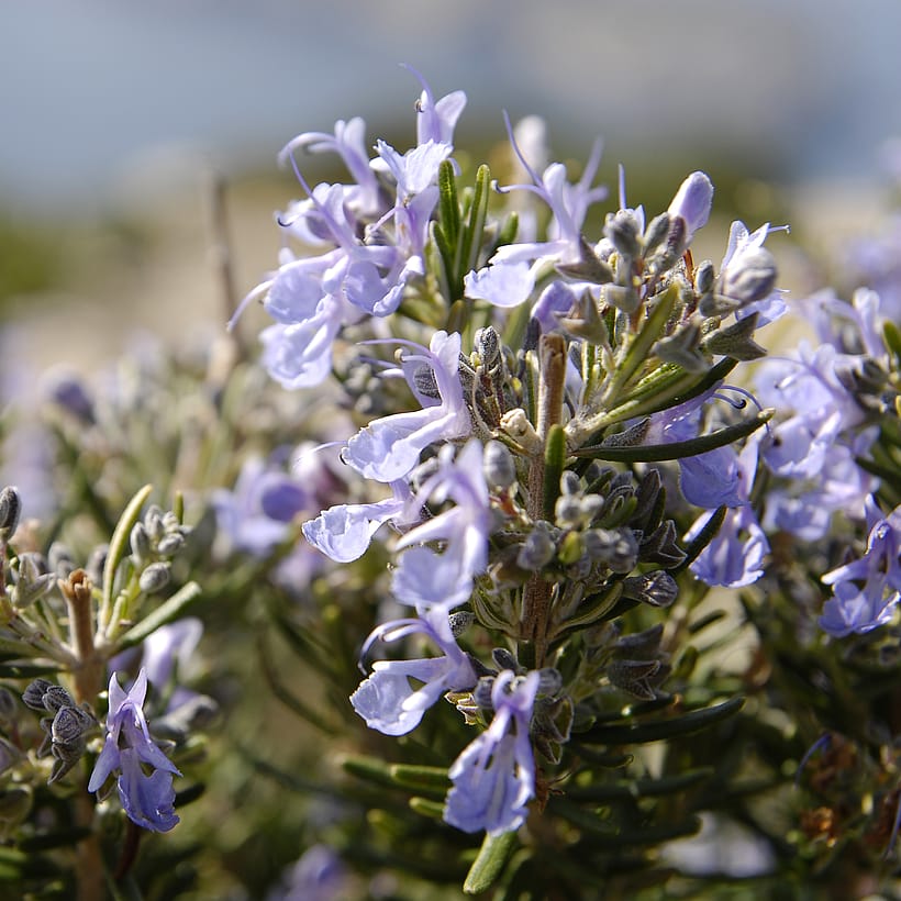 Rosmarin mit Blüte