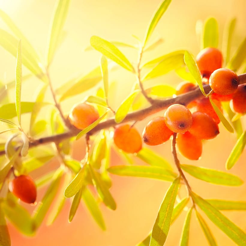 Sanddornbeeren in der Sonne
