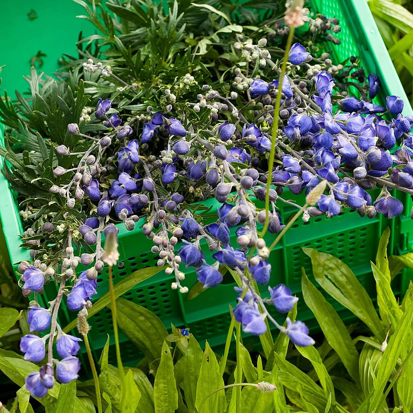 Aconitum