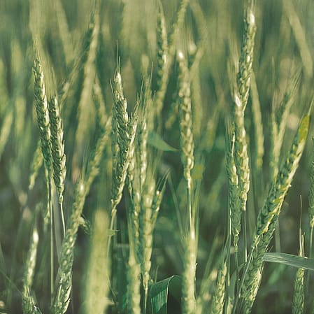 Weizenfeld
