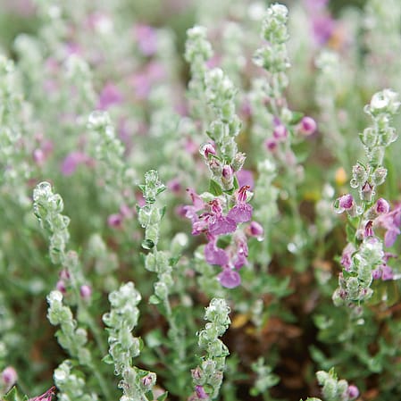 Bluehender Thymian