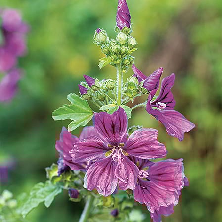 Wilde Malve von nahem