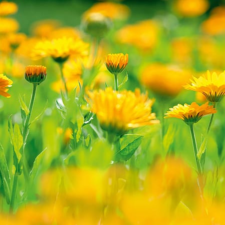 Calendula flowers