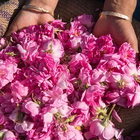Rosenblüten in Händen