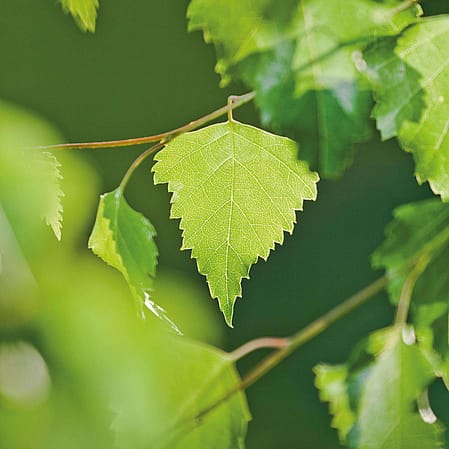 Birch leaves