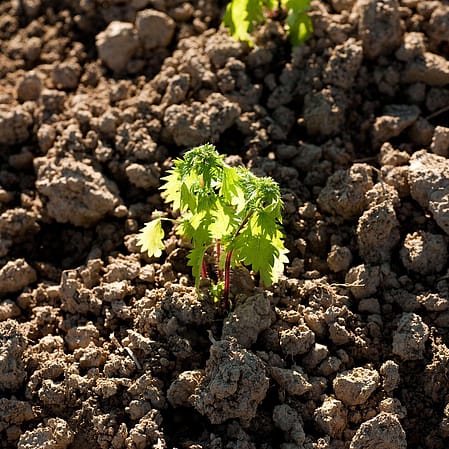 Growing plant