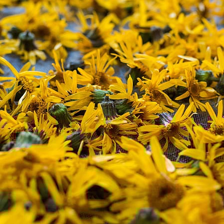 Fleurs d'arnica