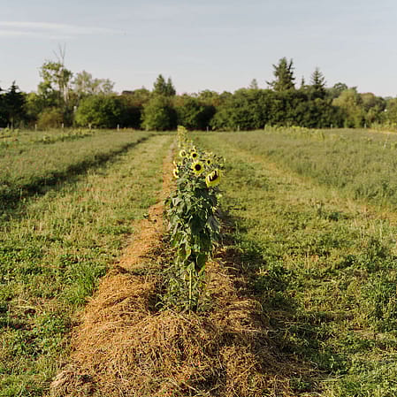 Sonneblumen auf einem Feld