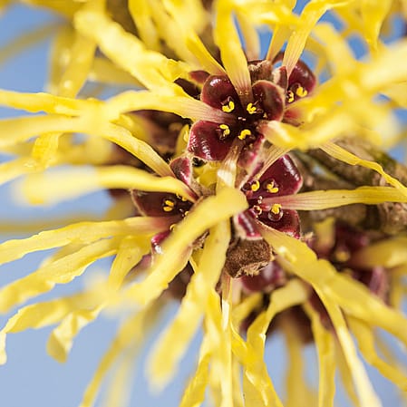 Eine Zaubernuss Bluete in der Nahaufnahme