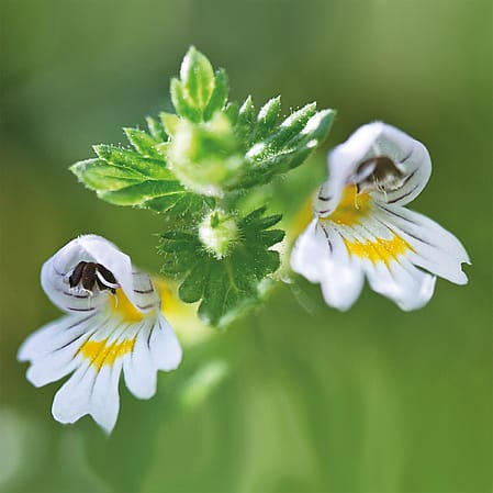 Euphrasia von nahem