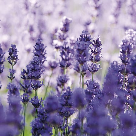 Blühende Lavendelpflanzen