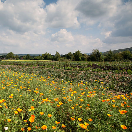 Yellow flowers in a field.
