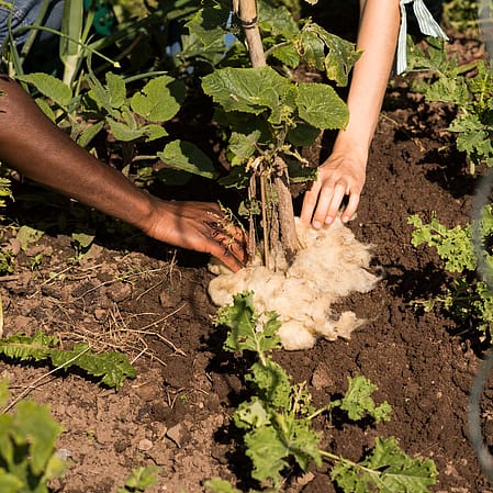 Hands in Soil