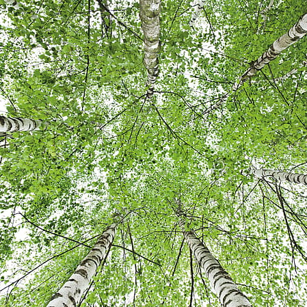 trees image