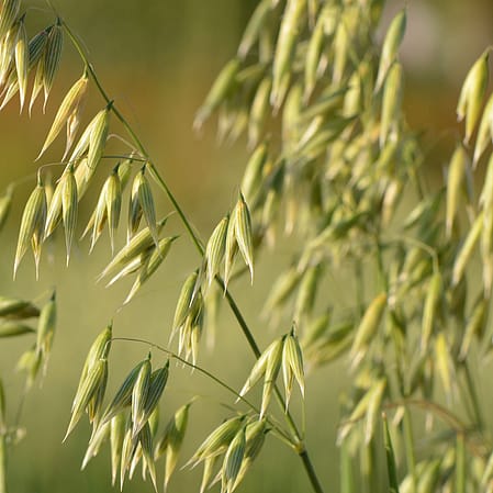Hafer auf einem Feld