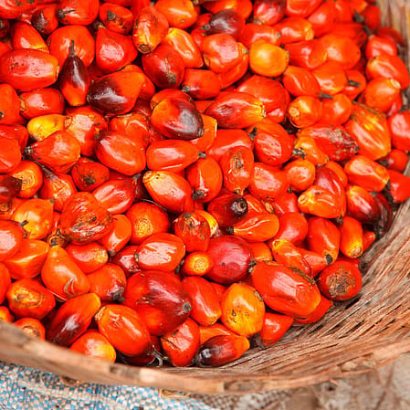 Palmm oil kernel